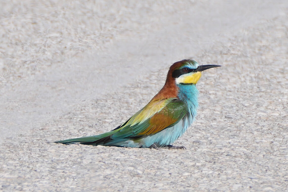 Bijeneter (Foto: Hans Boekhout)