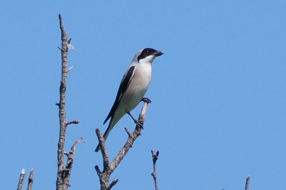Kleine klapekster (Foto: Hans Boekhout)