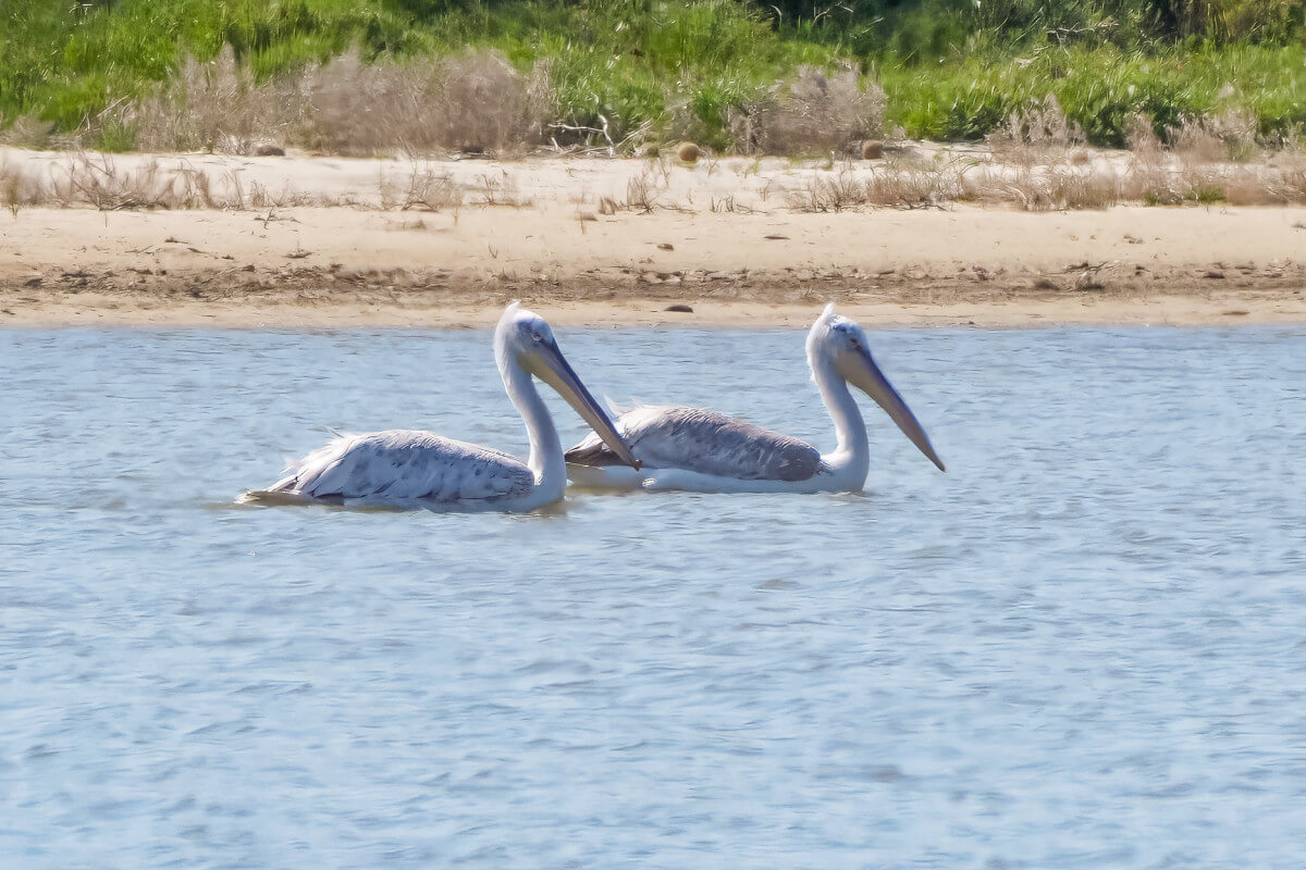 Kroeskoppelikanen (Foto: Hans Boekhout)