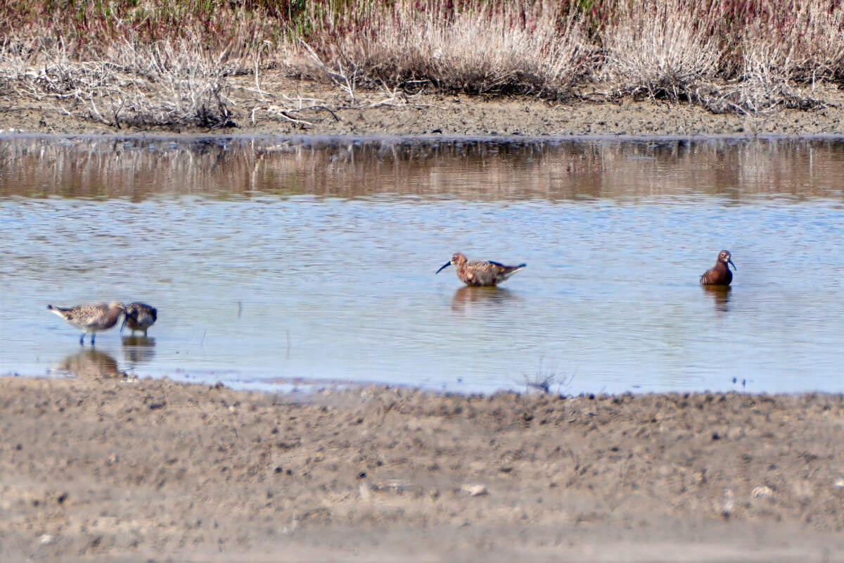 Krombekstrandlopers (Foto: Hans Boekhout)