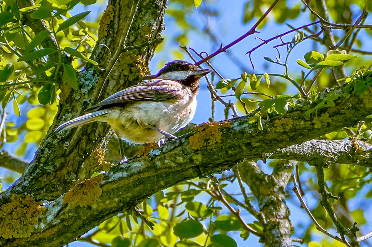 Rouwmees (Foto: Hans Boekhout)