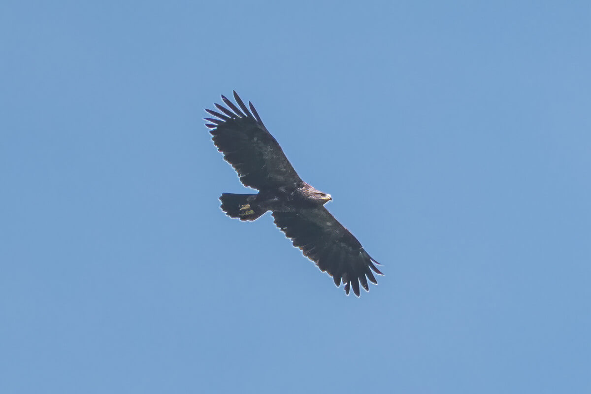 Schreeuwarend (Foto: Hans Boekhout)