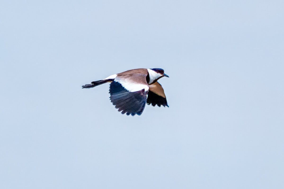 Sporenkievit (Foto: Hans Boekhout)