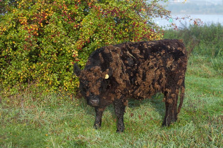 galloway-runderen-wildernisfoto-nl