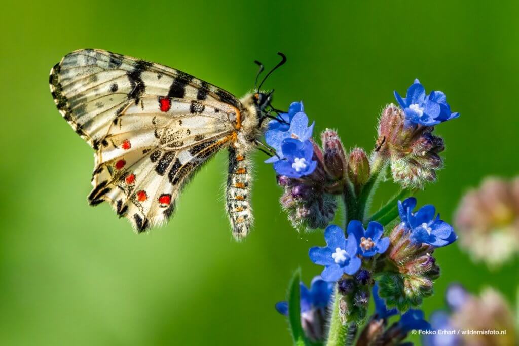 fe2505_6490-bewerkt_©wildernisfoto-2